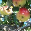 Яблоки-плоды жизни, сказок и легенд