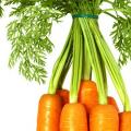 Характеристика корневой системы моркови