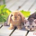 Особенности характера, присущие рожденным в год кролика или кота