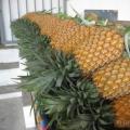 Ananas stvara plodove.  Ananas (Ananas).  Opis, vrste i uzgoj ananasa.  O istoriji imena i bonus istorijska bilješka