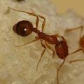 Cum să scapi pentru totdeauna de furnicile din casă: mijloace de control și prevenire