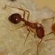 Jak na zawsze pozbyć się mrówek w domu: środki kontroli i zapobiegania