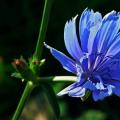 The benefits of chicory for weight loss - drink recipes Unloading day on chicory