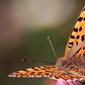 큰 자개 또는 큰 숲 자개 나비 자개는 어떻게 생겼습니까?