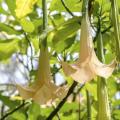 Brugmansia: opis cvijeta, sorte i vrste Brugmansia, osnovna njega cvijeća Blue Brugmansia