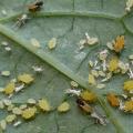 Prelucrarea varzei de la dăunători cu remedii populare și insecticide Cine mănâncă varză în grădină